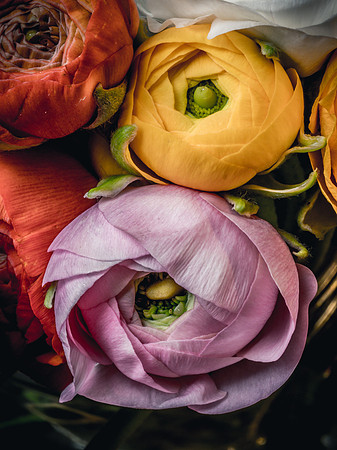 Ranunculus-19