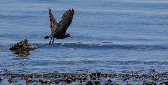 Sidney_BC Volkswalk May 2012-9