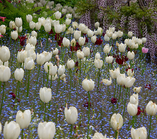 Butchart Gardens May 2012-22-2