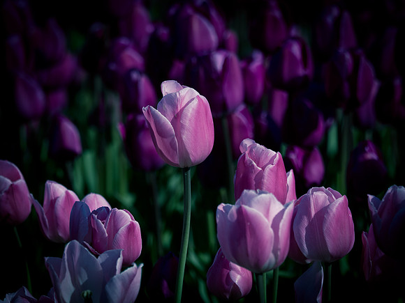 Skagti Valley Tulip Festival 2018 Set 2-5