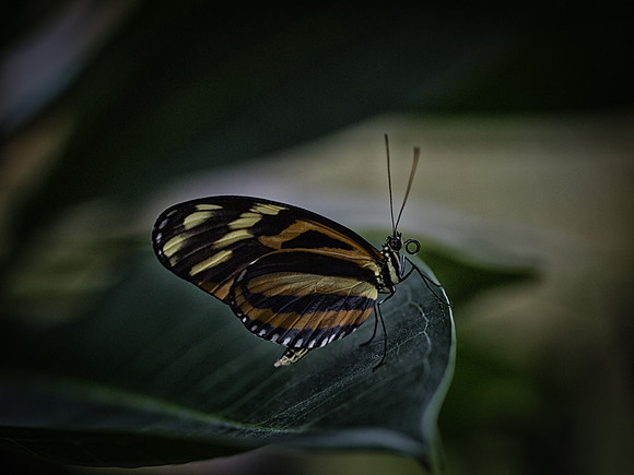 Butterflies-6-2