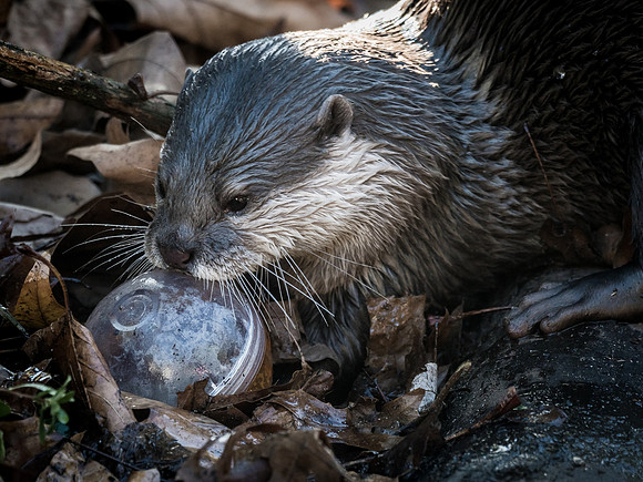 Woodland Park Zoo 11-18-18-27