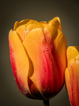 Skagit Valley Tulip Festival 2018 Set 1-5
