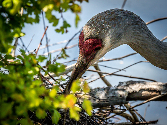 George C. Reifel Bird Sanctuary 5-7-19 set 2-14