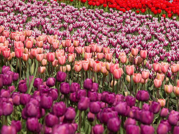 Tulips_-25