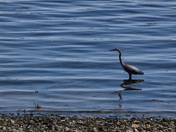 Sidney_BC Volkswalk May 2012-11