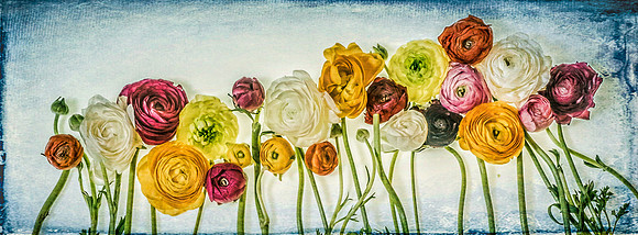 Ranunculus watermarked