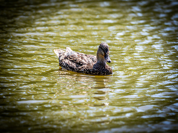 George C. Reifel Bird Sanctuary 5-7-19 set 2-23