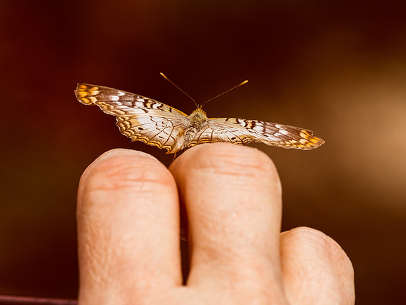 Butterflies May 2018 Set 2-23
