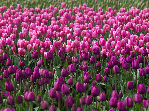 Tulips_-12