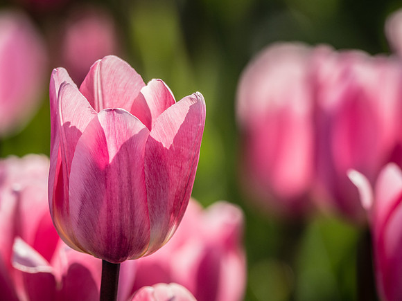 Skagti Valley Tulip Festival 2018 Set 2-16