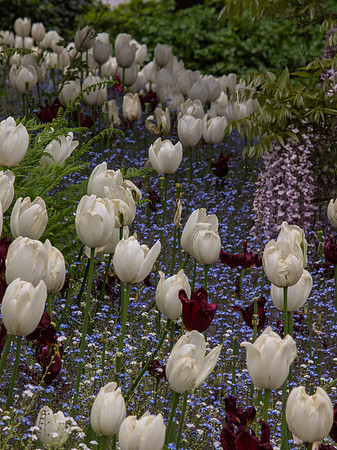 Butchart Gardens May 2012-50-2
