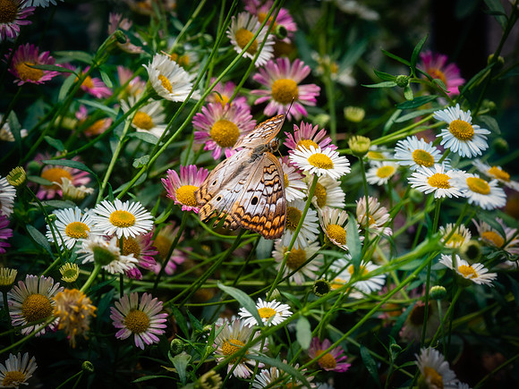 Butterflies May 2018 Set 2-26