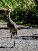 George C. Reifel Bird Sanctuary 5-7-19 set 2-7