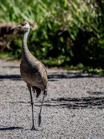 George C. Reifel Bird Sanctuary 5-7-19 set 2-7