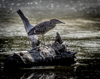 Cape Cod Wildlife 2018 Set 1-32