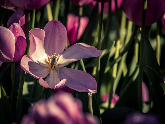 Skagti Valley Tulip Festival 2018 Set 2-6