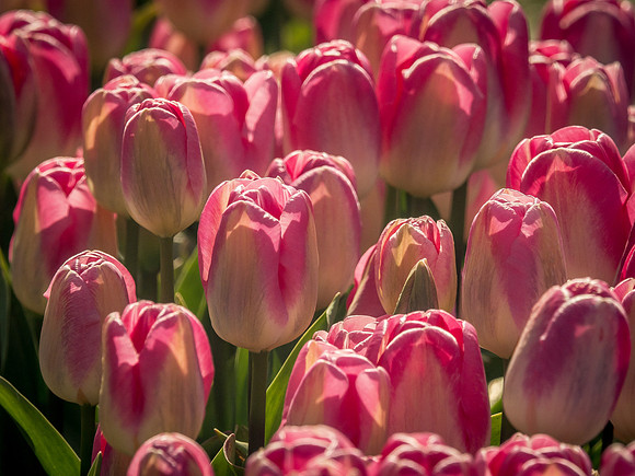 Skagit Valley Tulip Festival 2018 Set 1-6