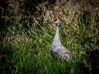 George C. Reifel Bird Sanctuary 5-7-19 set 2-8