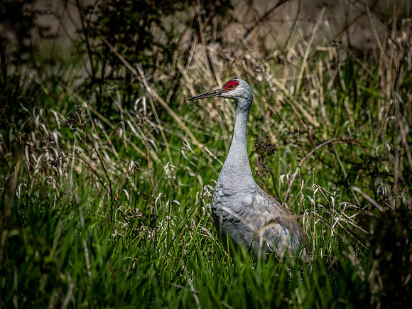 George C. Reifel Bird Sanctuary 5-7-19 set 2-8