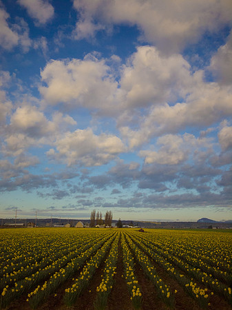Tulips_-3