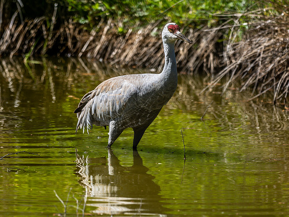 George C. Reifel Bird Sanctuary 5-7-19 set 2-22