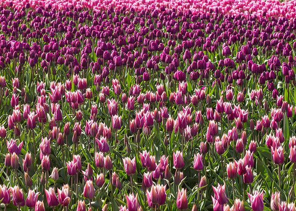 Tulips_-13