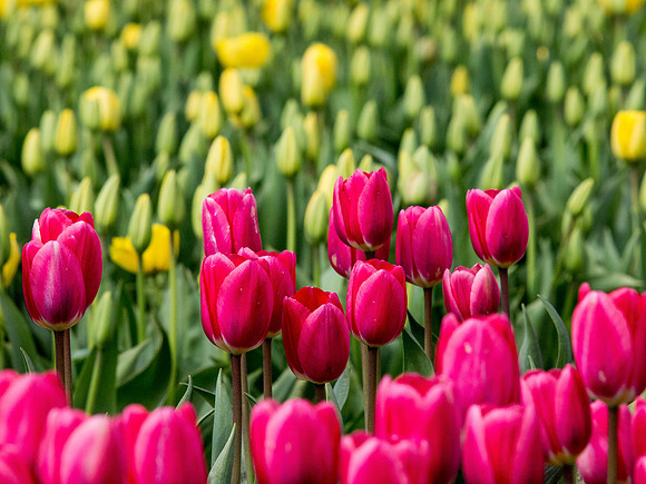 Tulips_-23
