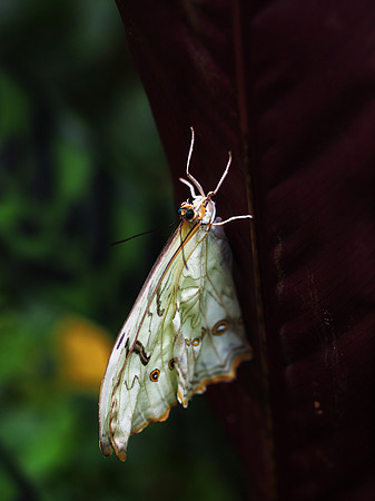 Butterflies-3-2