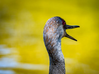 George C. Reifel Bird Sanctuary 5-7-19 set 2-11