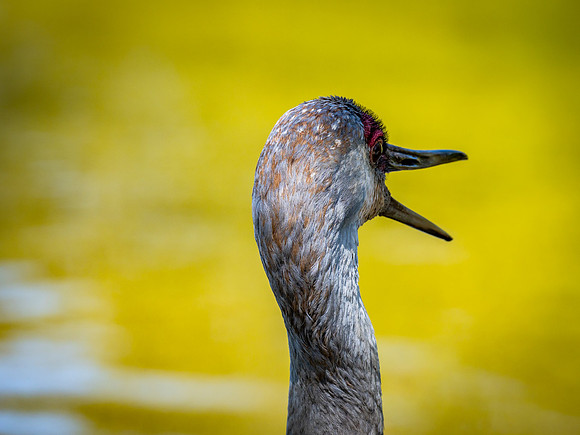 George C. Reifel Bird Sanctuary 5-7-19 set 2-11