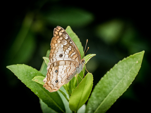 Butterflies May 2018 Set 1
