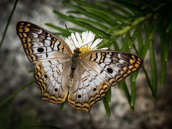 Butterflies May 2018 Set 2
