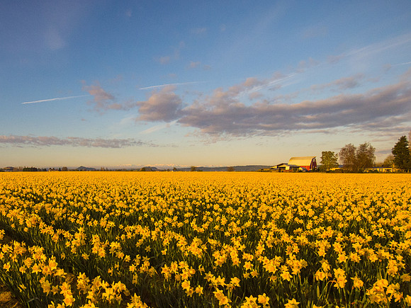 Tulips_-2