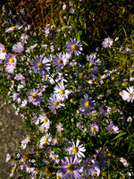 Bellingham Volkswalk 2011-4