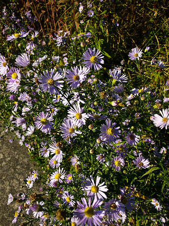 Bellingham Volkswalk 2011-4
