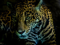 Woodland Park Zoo 7-23-16