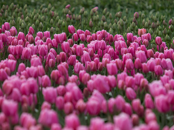 Tulips_-11