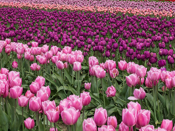 Tulips_-20