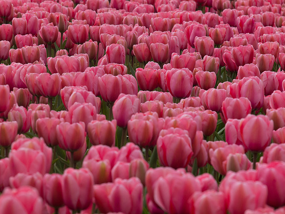 Tulips_-4