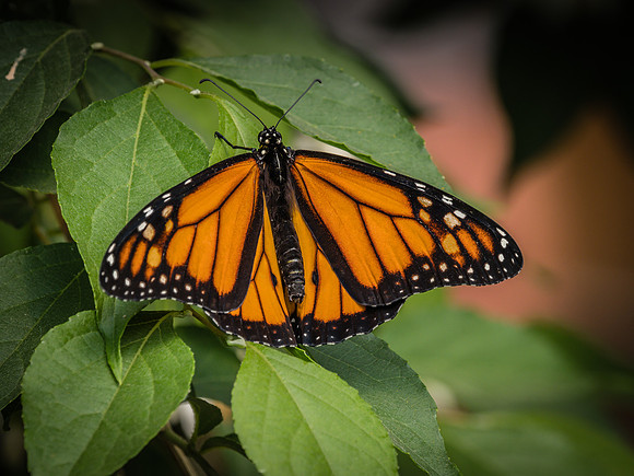 Butterflies May 2018 Set 2-30