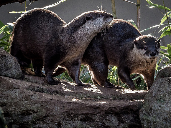 Woodland Park Zoo 11-18-18-29
