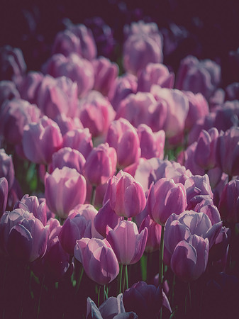Skagti Valley Tulip Festival 2018 Set 2-8
