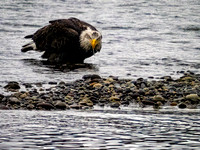 Eagles on the Nooksack River 12-6-20