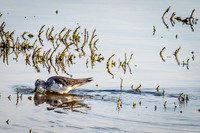 Skagit Valley Birds 11-11-18 (8 of 26)