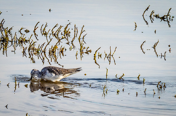 Skagit Valley Birds 11-11-18 (8 of 26)