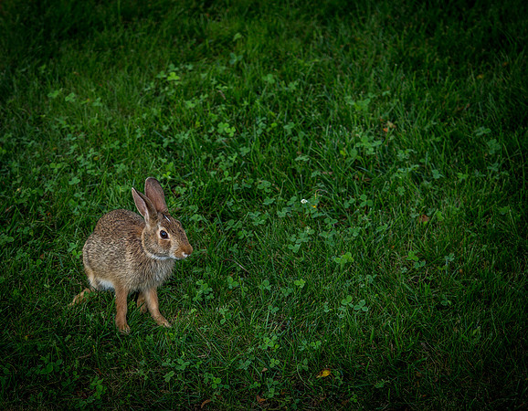 Cape Cod Wildlife 2018 Set 1-2