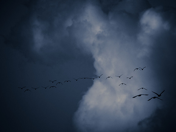 Snow Geese @ The Skagit Valley 12-2-18-4