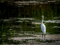 Cape Cod Wildlife 2018 Set 1-8