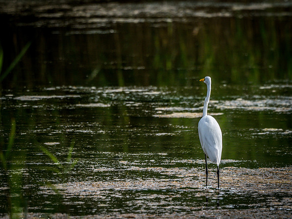 Cape Cod Wildlife 2018 Set 1-8